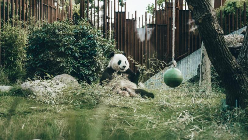 Panda i Københavns ZOO på Frederiksberg 