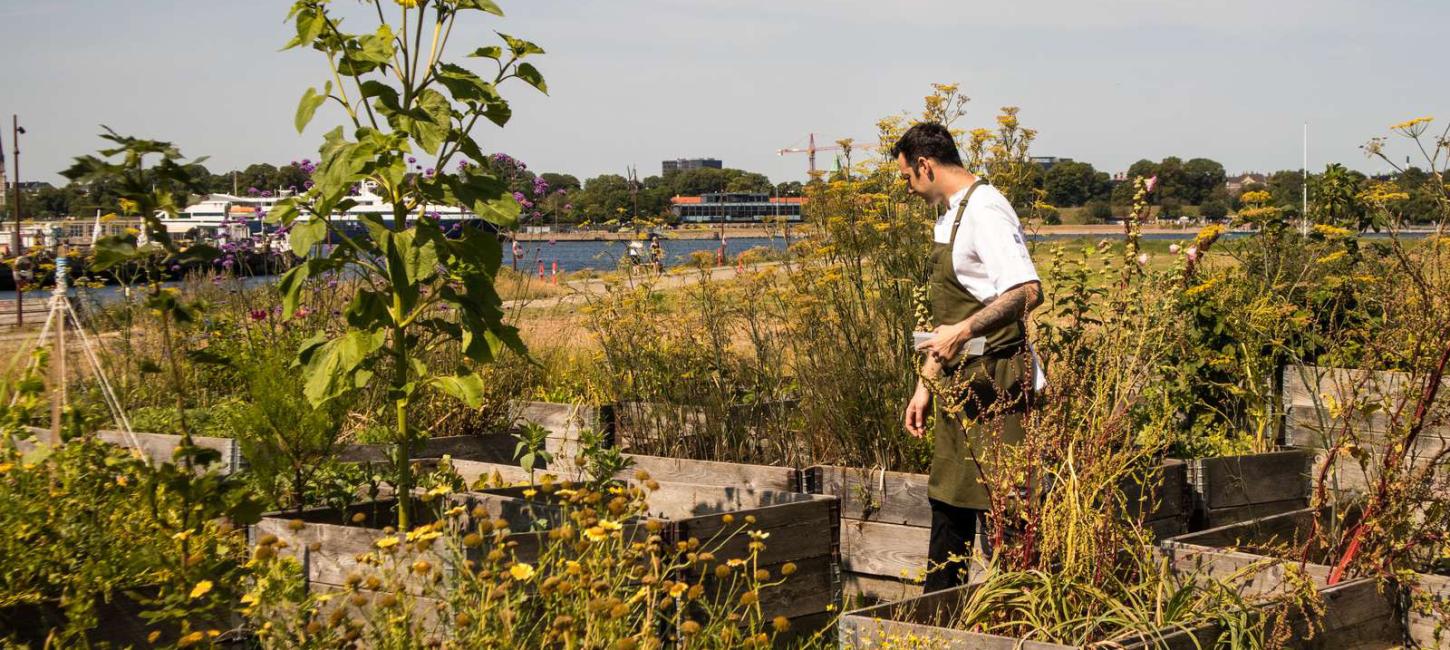 Matt Orlando uses his own locally farmed produce in his cooking at Amass and Broaden & Build in Refshaleøen.