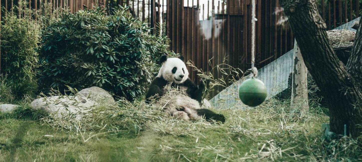 Panda i Københavns ZOO på Frederiksberg 