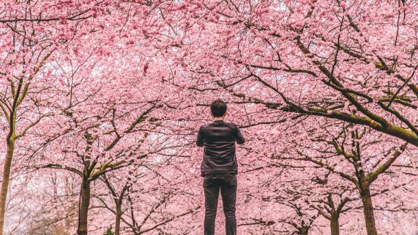 Cherry Blossoms - Bispebjerg