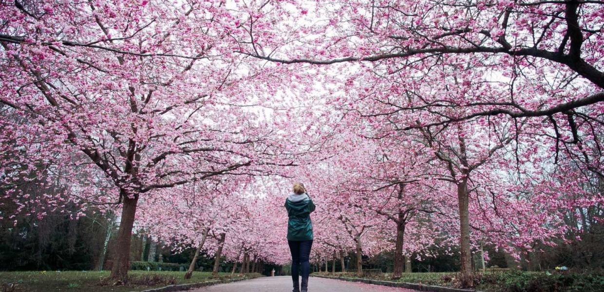 Cherry blossoms at Bispebjerg cementary | Thomas Høyrup Christensen