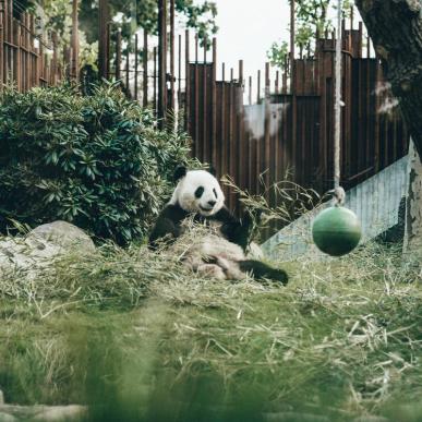 Panda i Københavns ZOO på Frederiksberg 