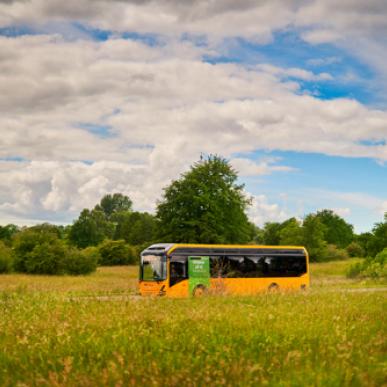 Buses