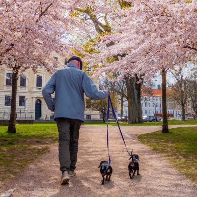 blossom trees in the spring
